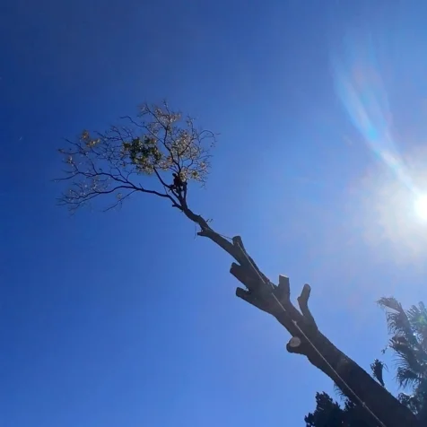 Tree Felling Solutions