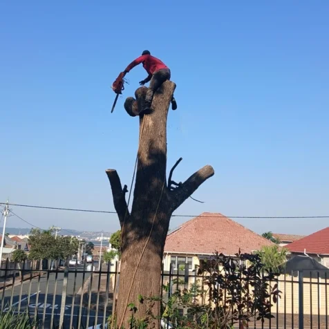 Tree Felling Solutions