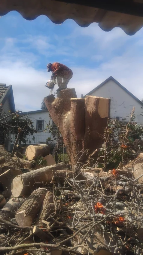 Tree Felling Solutions
