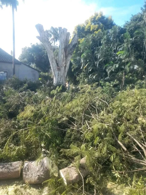 Tree Felling Solutions