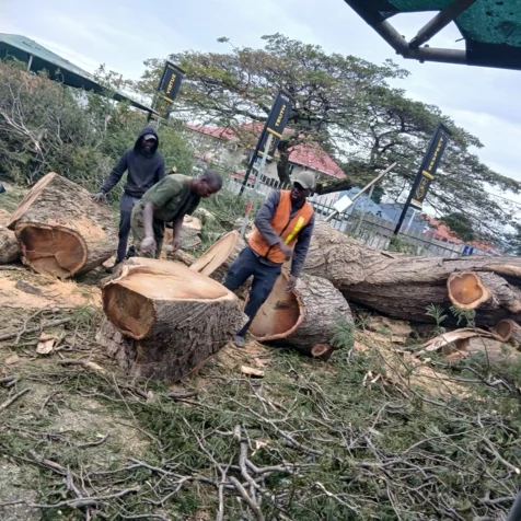 Tree Felling Solutions