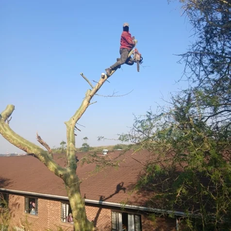 Bellars Tree Felling