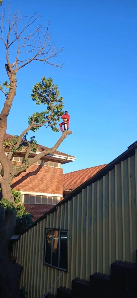 Bellars Tree Felling