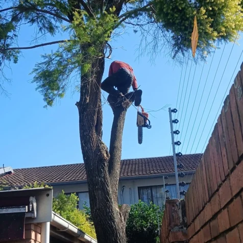 Bellars Tree Felling