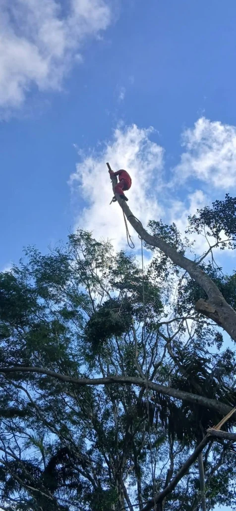 Bellars Tree Felling