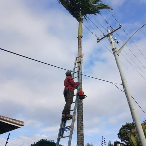 Bellars Tree Felling