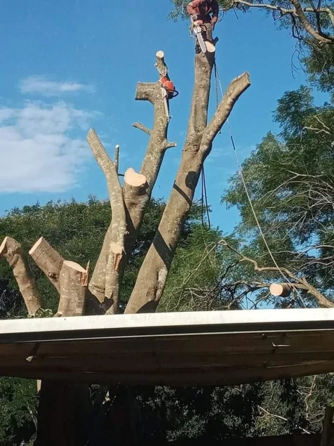 Bellars Tree Felling