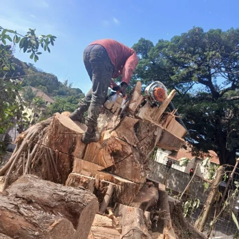 Bellars Tree Felling
