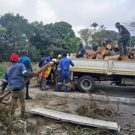 Bellars Tree Felling