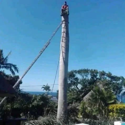 Bellars Tree Felling
