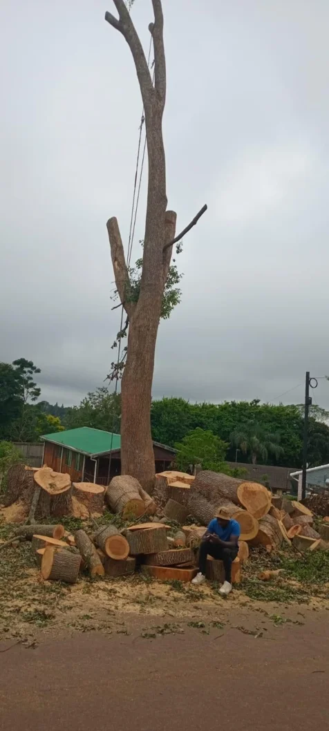 Bellars Tree Felling