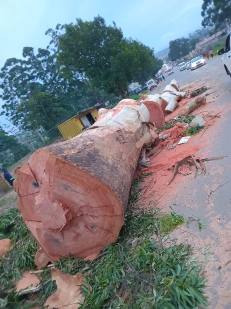 Bellars Tree Felling