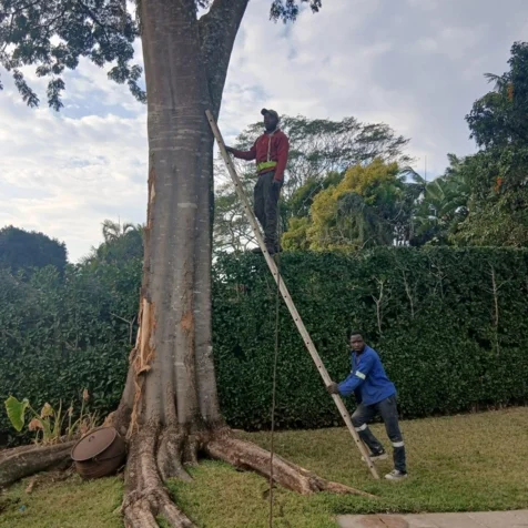 Bellars Tree Felling