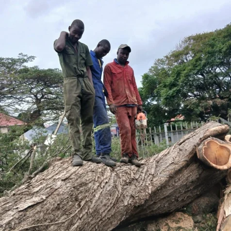 Bellars Tree Felling