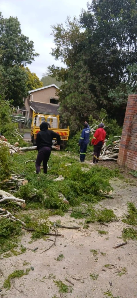 Bellars Tree Felling