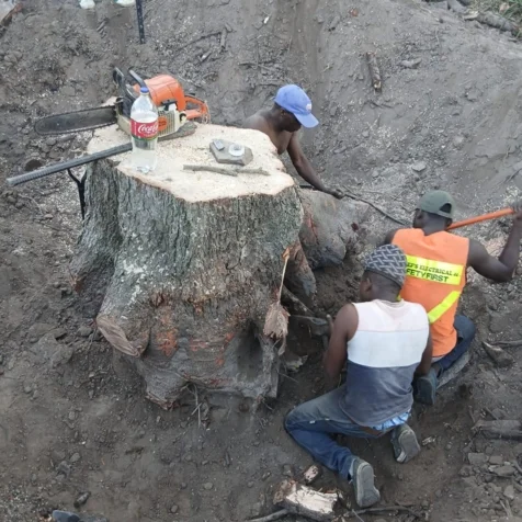 Bellars Tree Felling