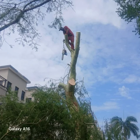 Chris' Tree Fellers & Garden Services