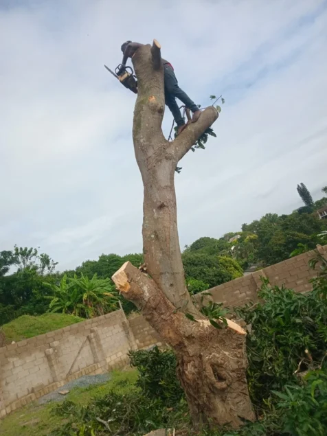 Chris' Tree Fellers & Garden Services