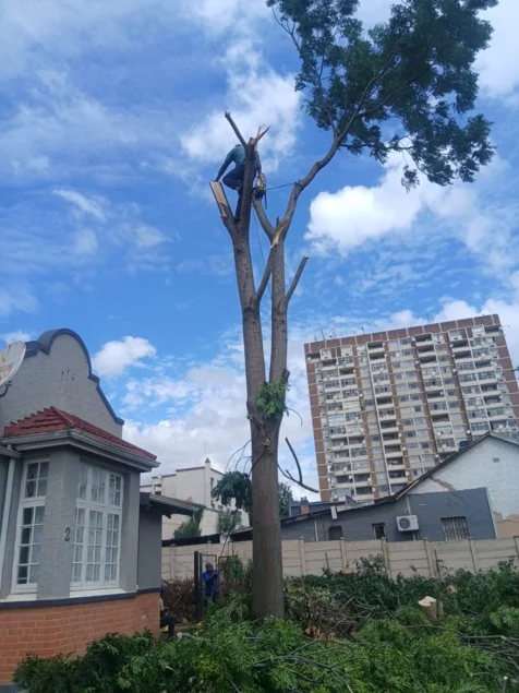 Chris' Tree Fellers & Garden Services