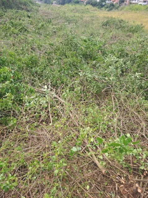 Chris' Tree Fellers & Garden Services