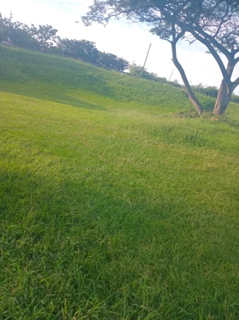 Chris' Tree Fellers & Garden Services